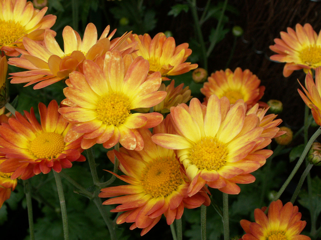 Dendrenathema 'Dernier Soleil'