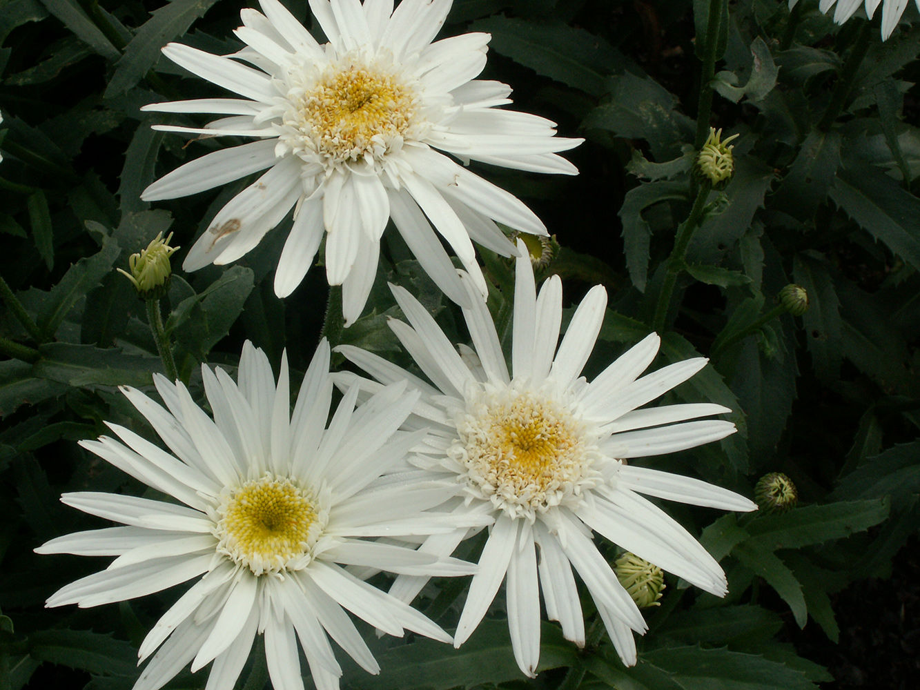 Chrysanthemum 'Christine Haagemaan'